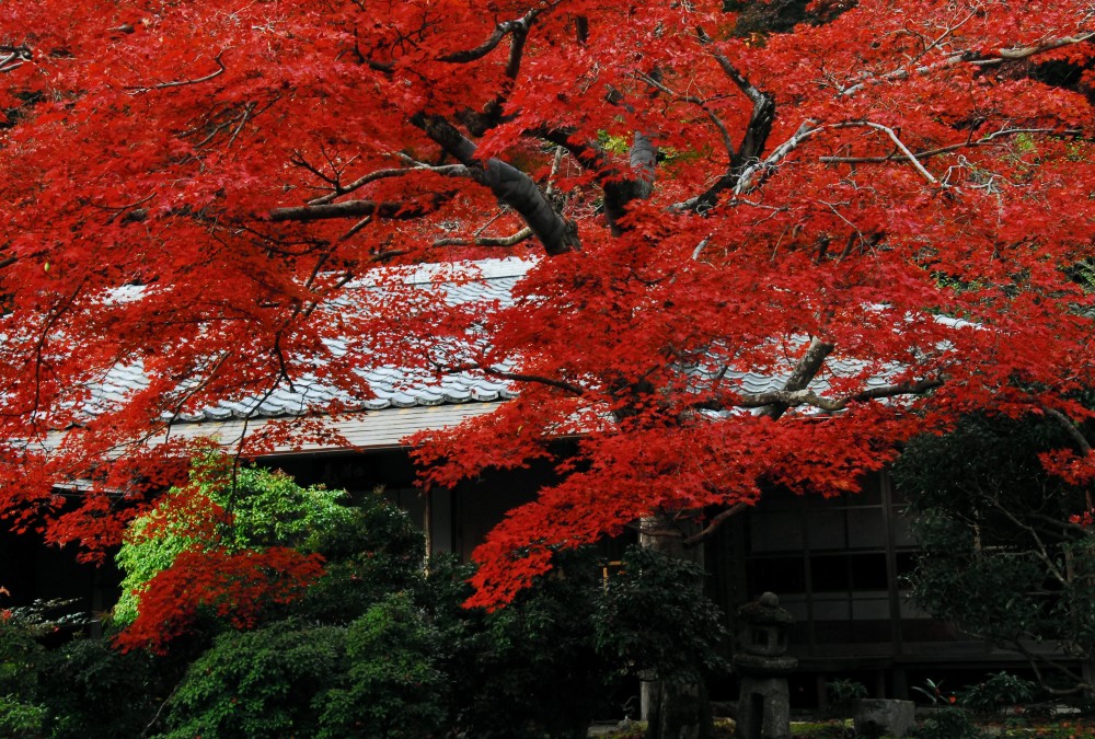 autumn foliage