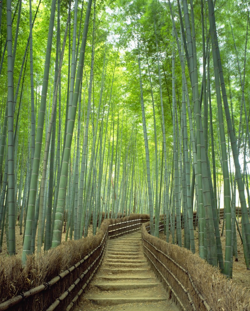 Arashiyama Bamboo Grove